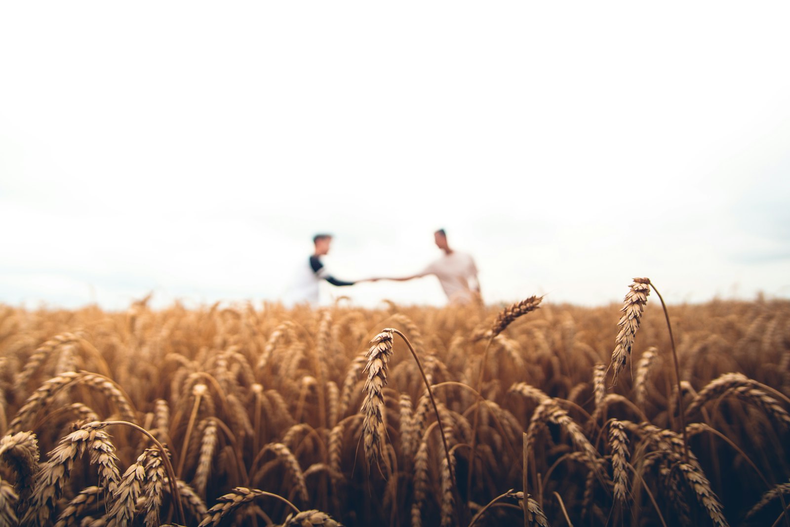 Farmer carrying harvest in a field