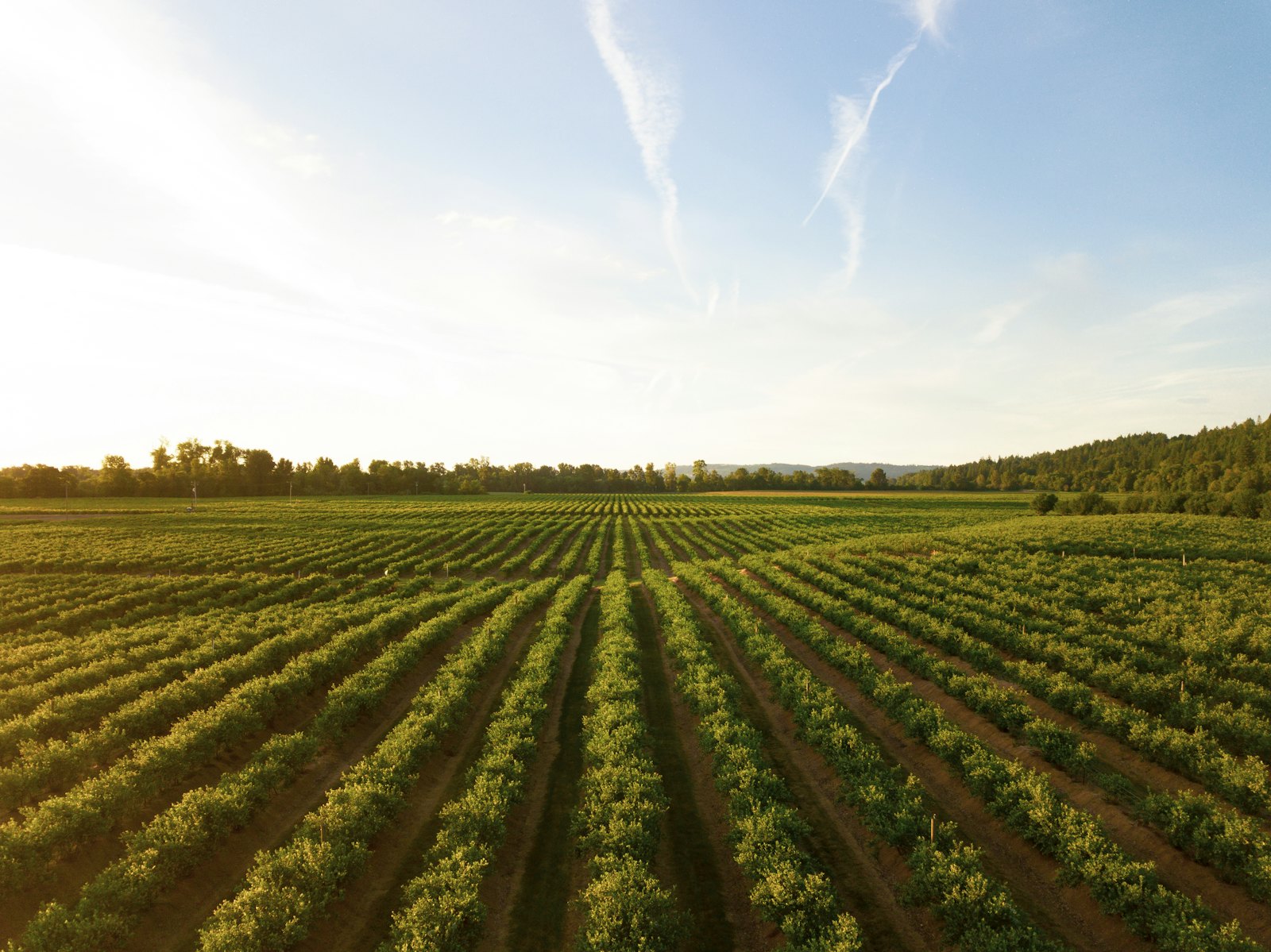 Rows of crops on productive farmland