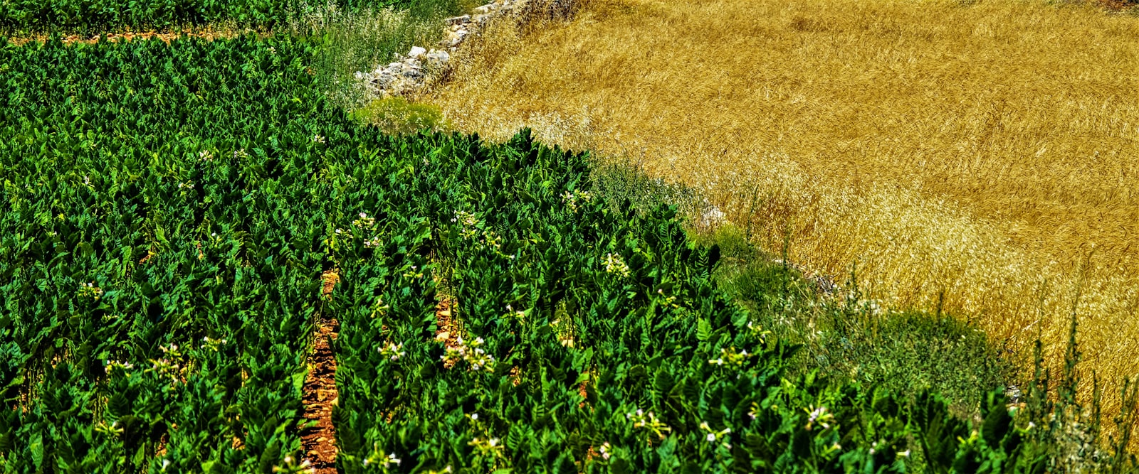 Tractor working an agricultural field